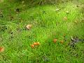 2007-1015_1325_17.1_C_Boletus_Fungi